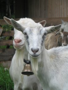 Unsere Ziegen