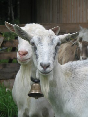 Unsere Ziegen