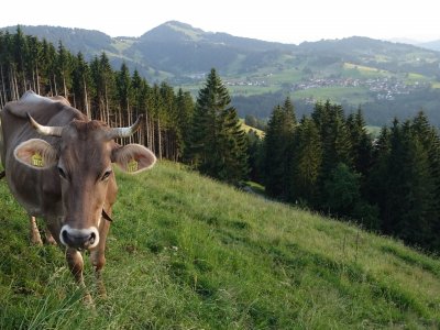 Allgäuer Braunvieh