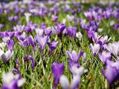 Krokusblüte im Frühling am Hündle