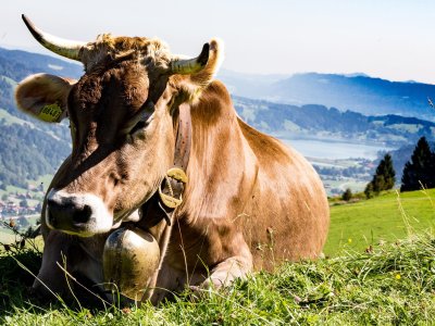 Sie gehören zum Allgäu wie der Käse und das Bier.