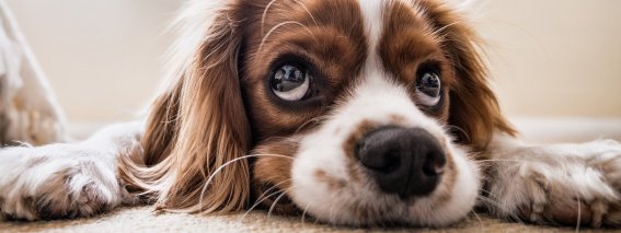 Hund