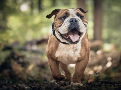 Hund im Wald