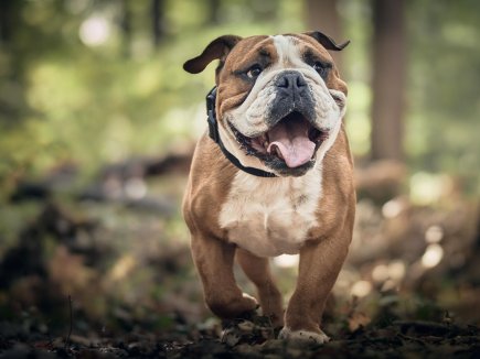 Hund im Wald
