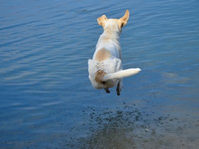 Hund springt ins Wasser