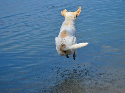 Hund springt ins Wasser