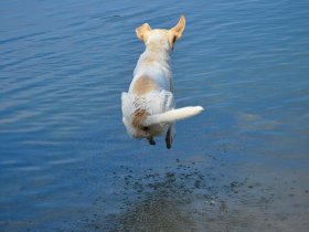 Hund springt in den See