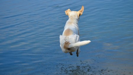Hund springt in den See