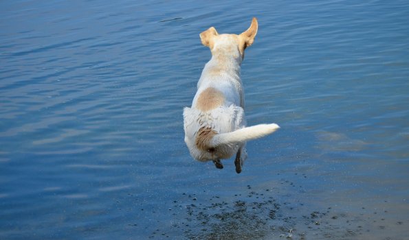 Hund springt in den See Hunde sind im Hotel Bannwaldsee bei Füssen herzlich willkommen.