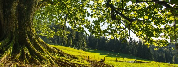 Alter Baum