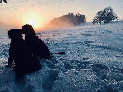 Auch Hunde lieben es im Schnee zu spielen.