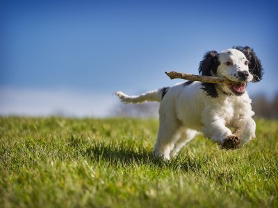 Hund mit Stöckchen auf der Wiese