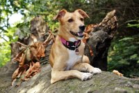 Hund im Herbstwald