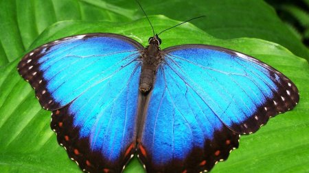 Schmetterling