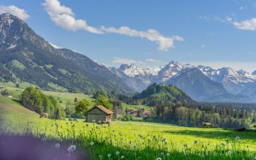 Sommerwiese