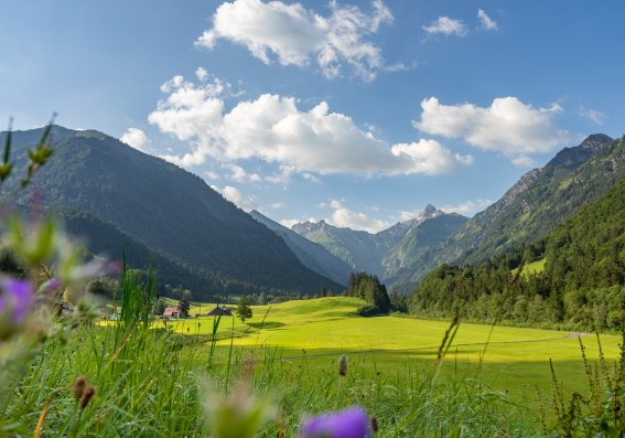Sommerwiese mit Ausblick
