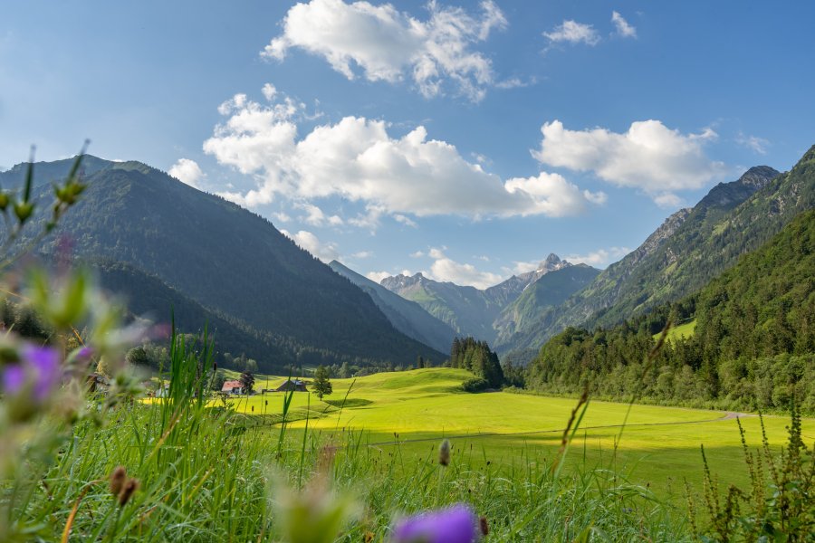 Sommerwiese mit Ausblick