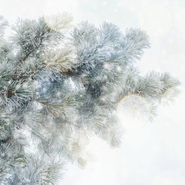 Weiße Latschen Weihnachten