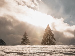 Schneebedeckte Bäume stehen vor einer hellen Wintersonne. Der Himmel ist bewölkt und es sieht nach Schnee aus.