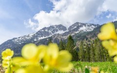 Gelbe Blumen wachsen im Vordergrund. Im Hintergrund stehen hohe Berge mit Schnee und Wolken am Himmel.