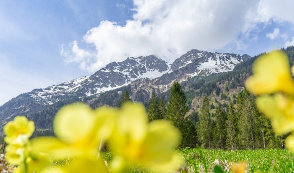 Berglandschaft mit gelben Blumen im Vordergrund Gelbe Blumen wachsen im Vordergrund. Im Hintergrund stehen hohe Berge mit Schnee und Wolken am Himmel.