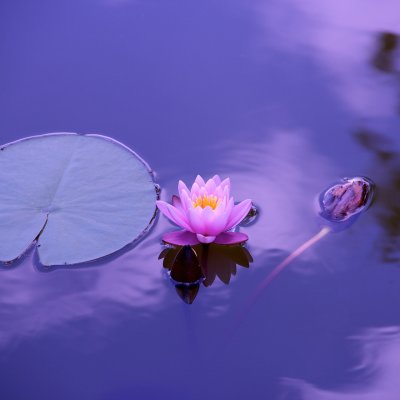 Lotus-1205631 1920
