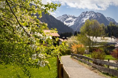 Frühlingsweg mit Blüten