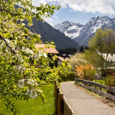 Frühlingsweg mit Blüten