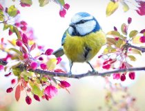 Frühling Vogel