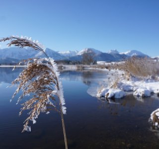 Füssen Winter 6(62) ©Füssen Tourismus und Marketing Gerhard Eisenschink