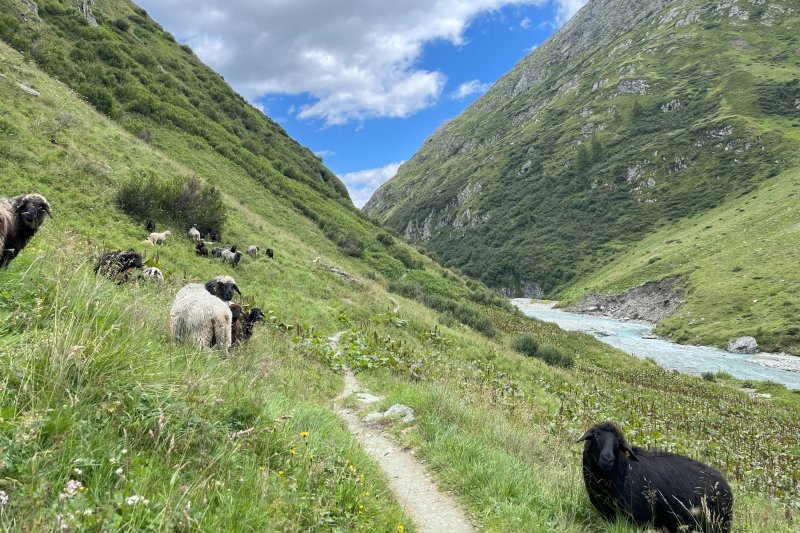 Bergwanderung im Umbaltal bei Prägraten am Großvenediger. Eine beeindruckende Tour im Nationalpark Hohe Tauern – ideal für erfahrene Bergwanderer und alle, die die ursprüngliche Bergwelt Osttirols entdecken möchten.