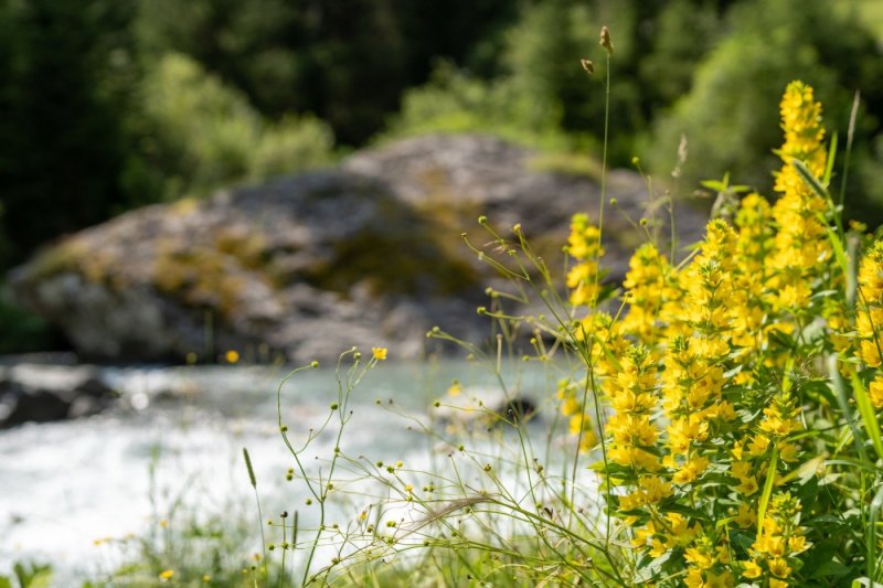 Sommerliche Blumenwiese an der naturbelassenen Isel bei Prägraten am Großvenediger. Ein stimmungsvoller Eindruck vom Natururlaub in Osttirol rund um die HEIMAT – das Nature Resort im Nationalpark Hohe Tauern