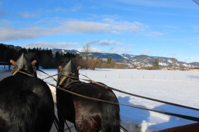 Romantische Pferdeschlittenfahrt im Allgäu