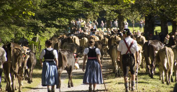 Der traditionelle Herbst im Allgäu mit Viehscheid