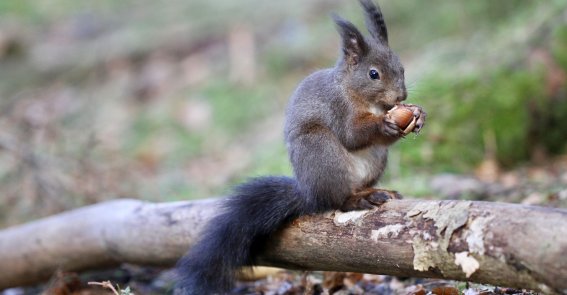 Eichhörnchen auf Futtersuche