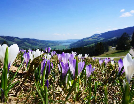 Krokusblüte am Hündle Die wunderschöne Krokusblüte am Hündle im Allgäu