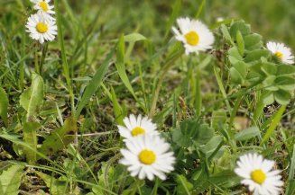 Weit verbreitet und doch unterschätzt. Wussten Sie, dass sich das Gänseblümchen als natürliches Notfallset eignet?