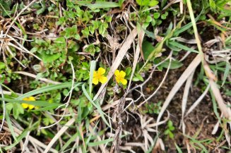 The tormentil has bright yellow flowers, belongs to the rose family and helps with, among other things, stings.