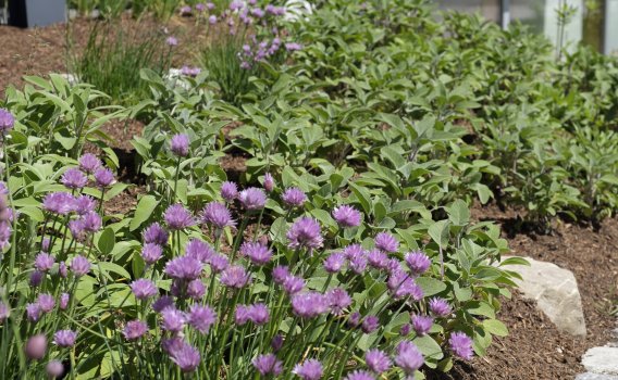Im Kräutergarten des 4 Sterne Superior Hotel Oberstdorf im Allgäu können Sie viele verschiedene Arten von Kräuter entdecken. Von Schnittlauch bis Melisse ist alles dabei.