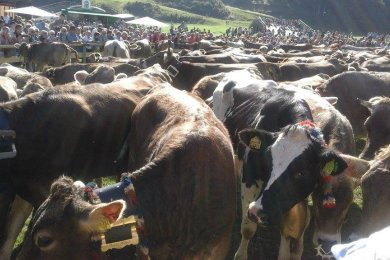 Geschmückte Kühe beim Viehscheid