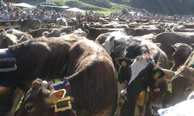 Geschmückte Kühe beim Viehscheid