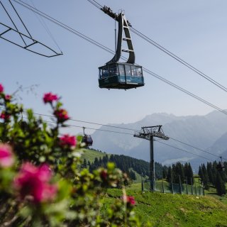 Fahrt über Alpenrosen(1)