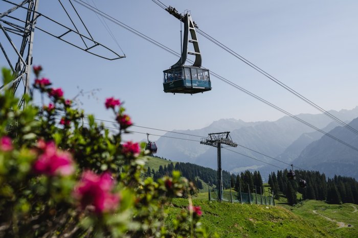 Fahrt über Alpenrosen(1)