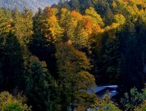 Herbstlaub1