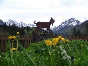 Panorama im Frühling Löwenzahn,