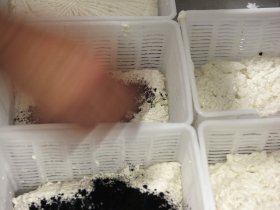 Ziegenkäse mit Pflanzen-Asche
