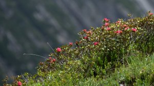 Alpenrosen - eine der faszinierendsten Bergblumen