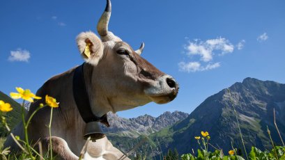 Allgäuer Kuh mit Hörner