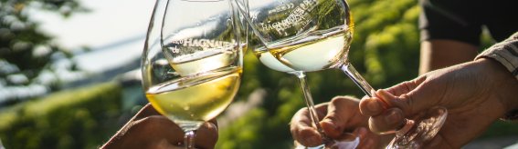 Freundliche Menschen stoßen mit Gläsern voller Weißwein inmitten von Weinbergen an. Der Sonnenuntergang sorgt für eine festliche Atmosphäre.