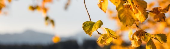 Goldene Blätter am See